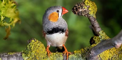 Strong opinions matter: Why some birds refuse to follow the flock