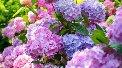 Can you prune hydrangeas in March? An expert says it all depends on one thing