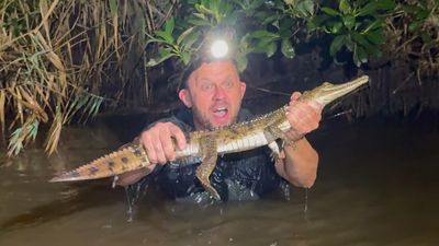 Croc spotted behind a Bunnings rescued after 30 hours
