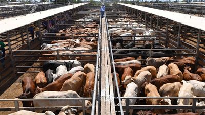New locations sought for Aussie beef due to China levy