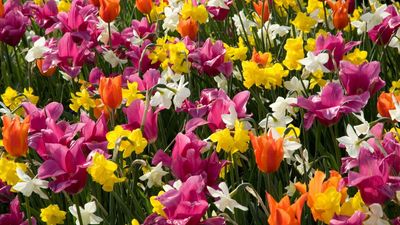 Discover Your Birth Month Bulb – There's a Beautiful Bloom for Every Month of the Year