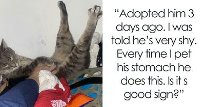 83 Wholesome Pics Of Adopted Rescue Pets Who Are Learning The Meaning Of “Home” (February Edition)