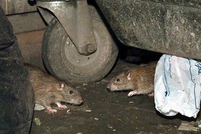 Warning as homes in UK see surge in rat infestations