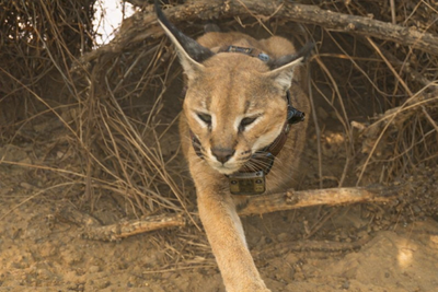 A Historic Step Toward Understanding an Endangered Desert Hunter