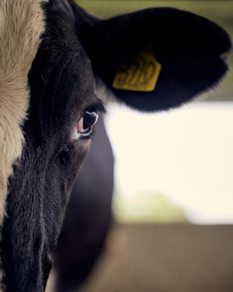 ‘The cows beat the shit out of the robots the first…