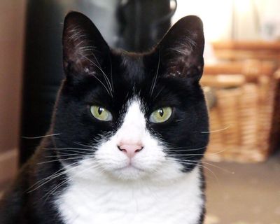 The pet I’ll never forget: Harvey, the most human of cats who helped me through grief and illness