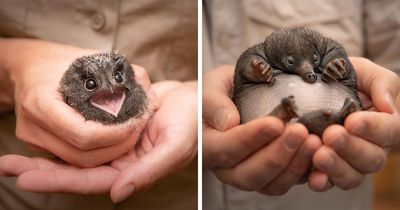 55 Incredible Photos Showing Animals Being Rescued By Wildlife Warriors Worldwide