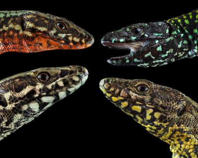 ‘Who’d guess they’re the same species?’ What Italy’s wall lizards reveal about genetic diversity and why it matters