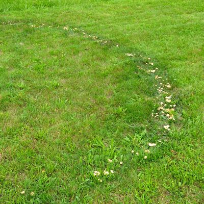 7 lawn diseases that could be eating your lawn – identify and treat them before they take over