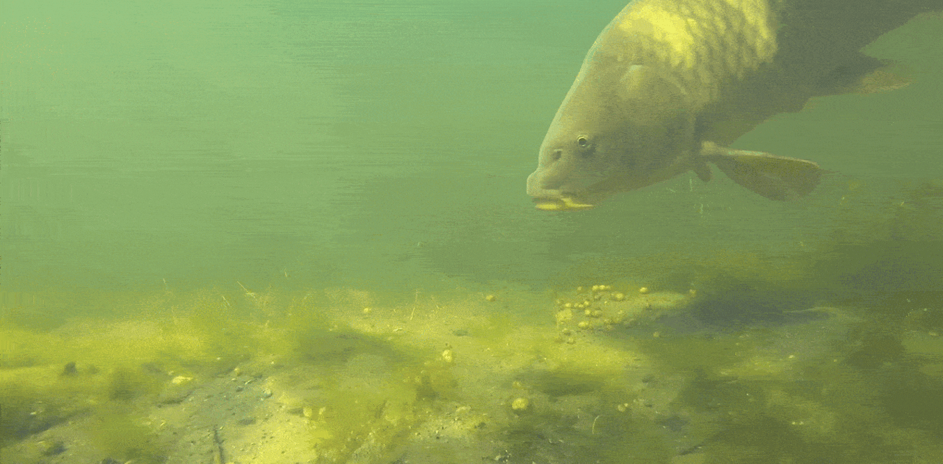 Australians scorn this fish once adored by monks and kings