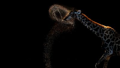 Shot at 1/1000 sec, "rare and fleeting animal behaviour, made unforgettable by the setting sun" scoops Gold in photo competition