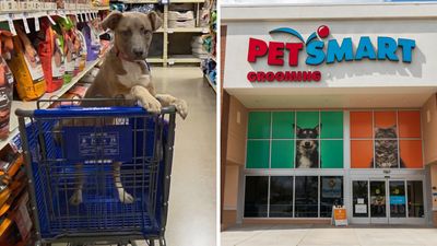 Chicago woman goes to PetSmart. Then she sees someone abandoned a puppy and left it in a shopping cart: ‘I hope the store has good cameras’