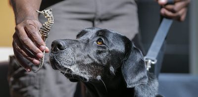 Dogs can detect trafficked wildlife hidden in shipping containers from tiny air samples