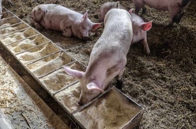 Hogs Ease Lower on Monday