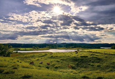 Cattle Rally into the Close on Monday