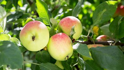 How and when to fertilize fruit trees for healthy growth and better harvests