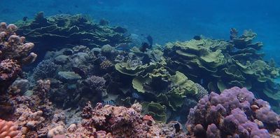 The future remains bleak for corals – but not all reefs are doomed