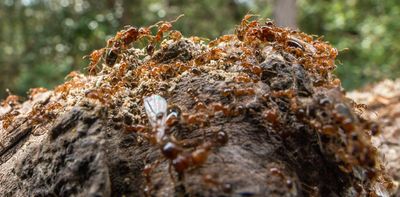 Is Australia’s scorched earth baiting program actually paving the way for fire ant invasion?