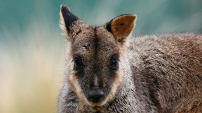 Back from the brink and beyond for threatened wallaby