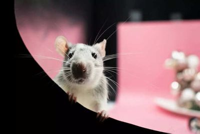 Meet The World’s Cutest Rats That Will Steal Your Heart