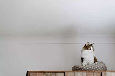 How To Stop Your Cat From Scratching Furnitures