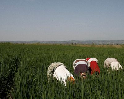 Tech firms and AI farming tools ‘playing with the food system’, warns thinktank