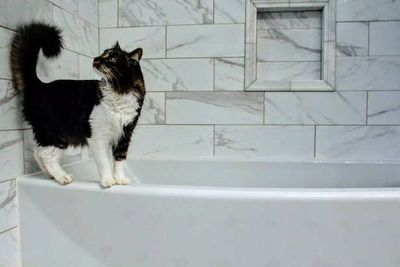 Stress-Free Cat Grooming: Essential Tips For Cats That Hate Baths