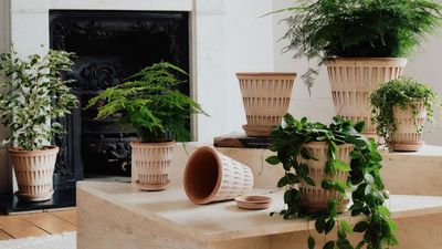 'Houseplant Minimalism' Is Like Quiet Luxury for Your Indoor Garden — Here's How to Style the Verdant Trend at Home