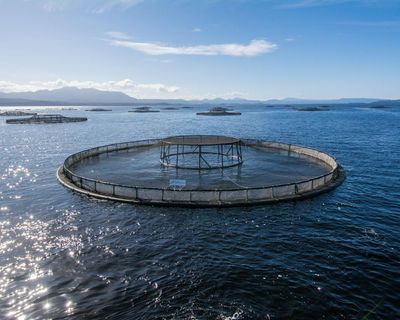 Albanese government rejected advice on Tasmanian salmon farming impact before passing pro-industry laws
