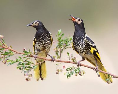 Wild-born birds recruited to teach critically endangered regent honeyeaters their lost songs