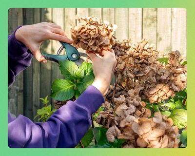 ‘Cheap as chips and save backache’: gardening pros on the tools they can’t live without