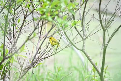 Wildlife photographers, grab your gear: The spring bird migration is here. Here’s how to find the best times to head out
