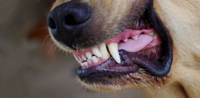 Dog attacks keep happening in NZ. Why hasn’t the law kept up?
