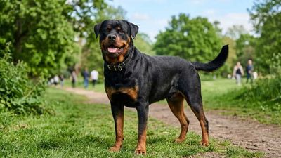 Thinking of Getting A Rottweiler For Security? What Responsible Ownership Actually Looks Like