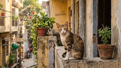 Indoor Cats vs Indie Cats: Which One Fits Apartment Living Better?