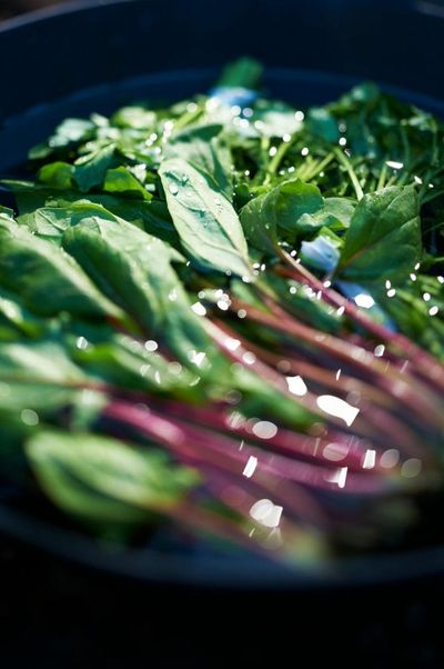 6 Things to Buy at the Grocery Store for Your Health