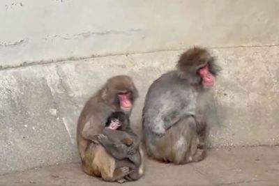 Viral Punch the Monkey Finally Ditches IKEA Teddy For Real Friends After Lonely Start