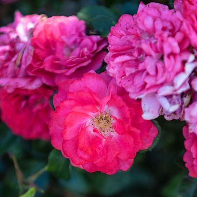 You'd swear these roses were peonies – but the difference is they'll bloom all summer long if you plant them now