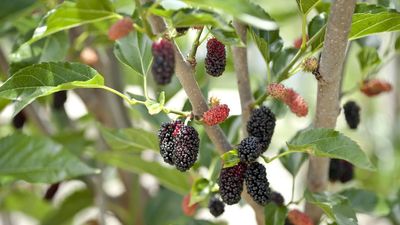 Growing Mulberry Trees in Pots is the Answer to Easy, Homegrown Fruit in Even the Tiniest Yard