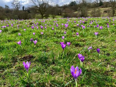 Country diary: This is the field where spring arrives first
