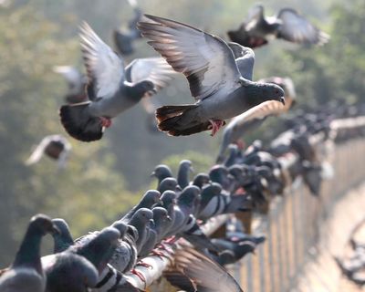 Specieswatch: is the world’s wildlife entering its ‘samey’ era?