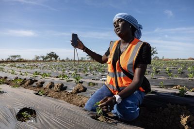 Some West African farmers turn to TikTok as part of agriculture's changing image