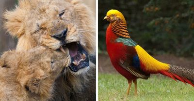 73 High-Quality Pics Showing Animals In All Their Glory