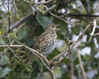 ‘That thrush just did something incredible’: tuning in to bird calls on a North York Moors walk