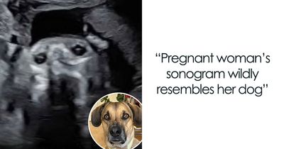 ‘We Rate Dogs’ Shared 50 Stories That Are Funny, Emotional, And Absolutely Heartwarming