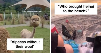 This Account Shares 50 Photos Of Animals Being Accidentally Hilarious