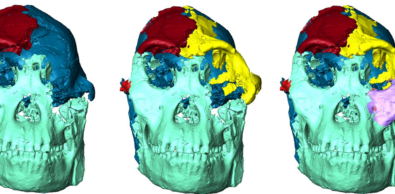 Complete Australopithecus A new face for ‘Little Foot’, the most complete…