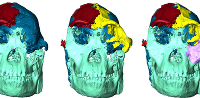 A new face for ‘Little Foot’, the most complete Australopithecus skeleton to date