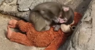 Primatologists Explain Why Punch’s Mother Abandoned Him And Why He’s “Bullied” By Other Monkeys