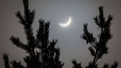 Did these spruce trees really 'predict' a solar eclipse? Scientists are split